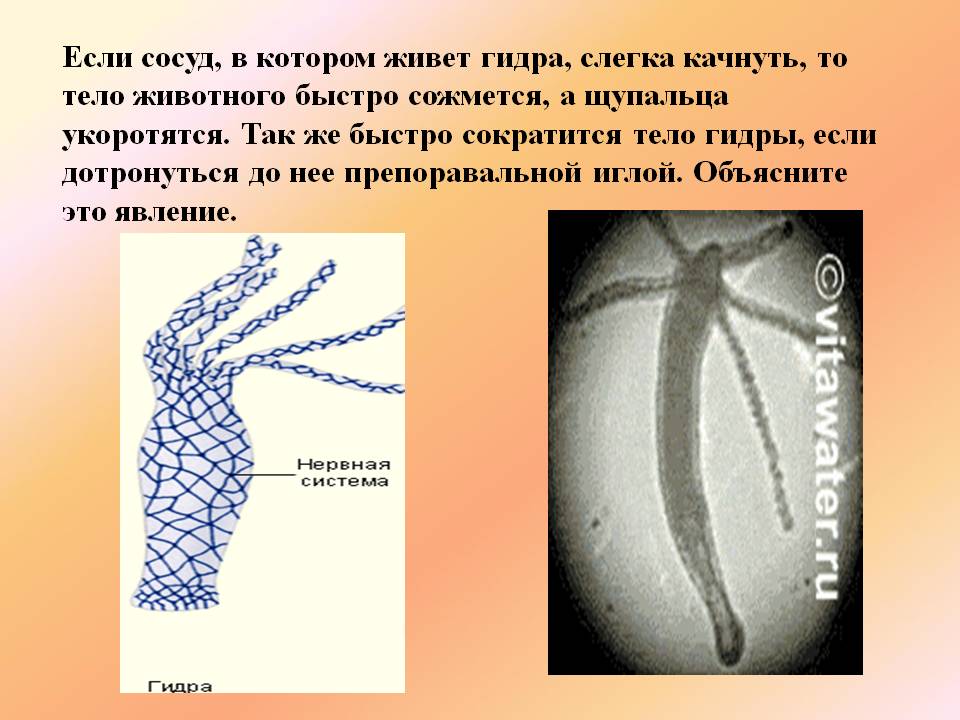 Как попасть на сайт блэкспрут